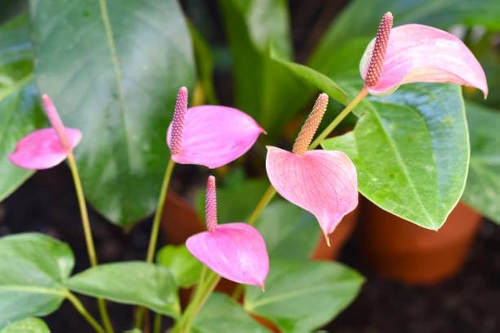 White Pink Anthurium Flower Seeds for Planting Garden Favorite Heirloom & GMO Free Seeds for Home Garden
 
 Sale