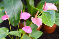 White Pink Anthurium Flower Seeds for Planting Garden Favorite Heirloom & GMO Free Seeds for Home Garden
 
 Sale