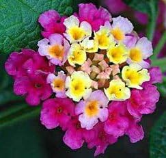 Feston Purple Yellow Rose Flower seeds for Planting - Wildflower Mix, Heirloom & GMO Free Seeds for Home Garden
 
 Sale seeds for home garden