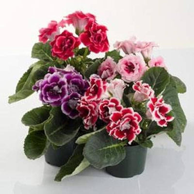 100 Pcs