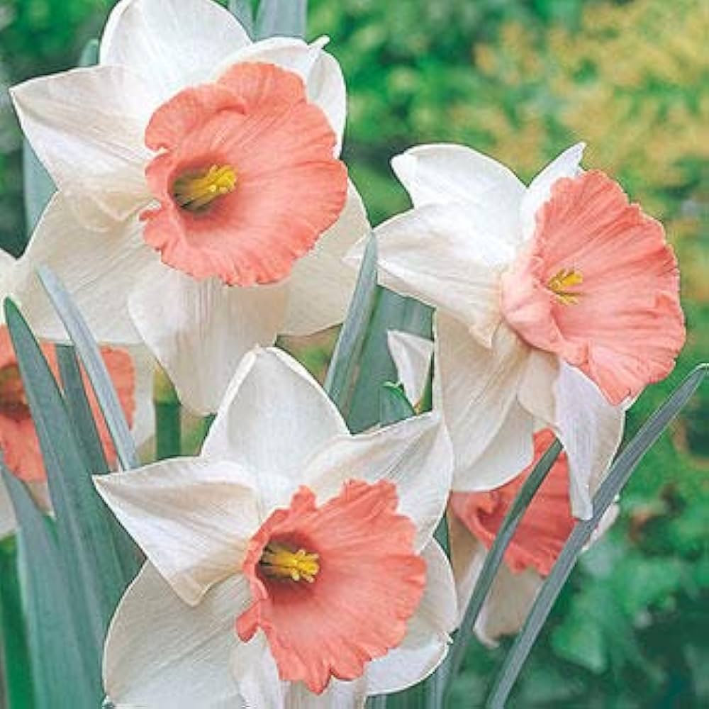 Nema Double Petals Narcissus Flower seeds for Planting - Drought Tolerant, Heirloom & GMO Free Seeds for Home Garden