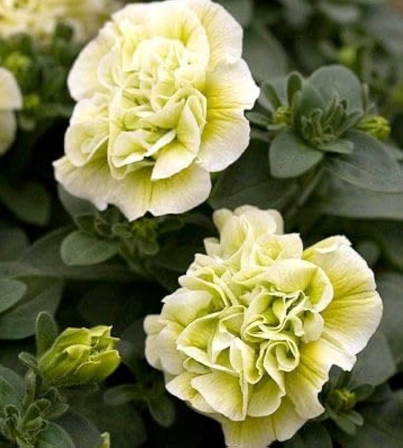 Cream Petunia Flower Seeds for Planting Heirloom NONGMO Seeds Easy to Grow Garden Blooms Hardy Variety 
 
 Sale