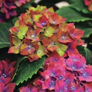 Green & Red Hydrangea Flower seeds for Planting - Easy to Grow, Heirloom & GMO Free Seeds for Home Garden
 
 Sale for planting in home garden.