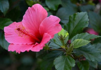 Hibiscus Amethyst Seeds for Planting Perennial Garden Tropical Yard