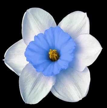 Blue White Daffodils Flower seeds for Planting - Colorful Display, Heirloom & GMO Free Seeds for Home Garden
 
 Sale seeds for planting in home garden