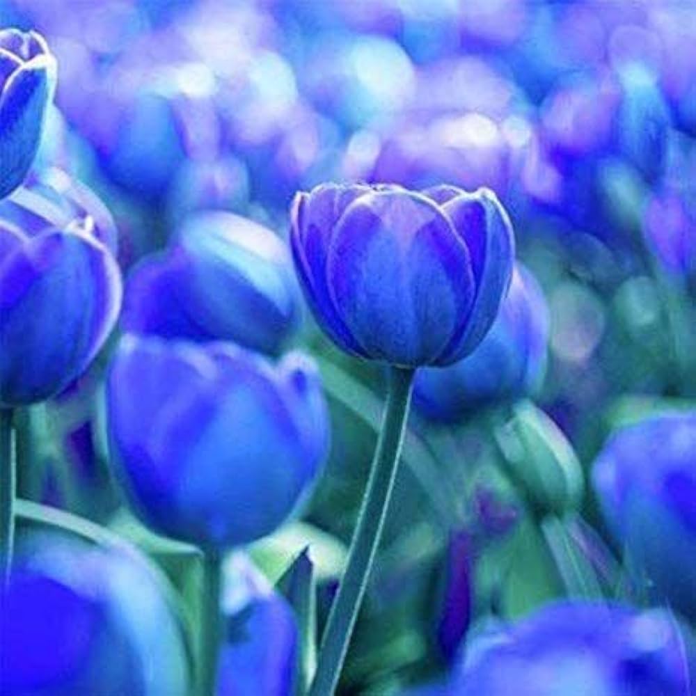 Sky Blue Tulip Flower Seeds for Planting