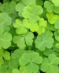 Green Clover Flower seeds for Planting - Shade Tolerant, Heirloom & GMO Free Seeds for Home Garden