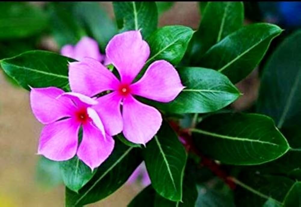 Pink Catharanthus Flower seeds for Planting - Seasonal Bloomer, Heirloom & GMO Free Seeds for Home Garden
