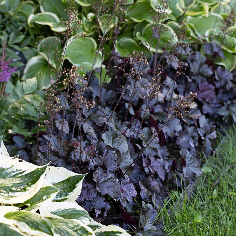 Black Obsidian Flower seeds for Planting - Cottage Garden Essential, Heirloom & GMO Free Seeds for Home Garden
 
 Sale seeds for planting in home garden
