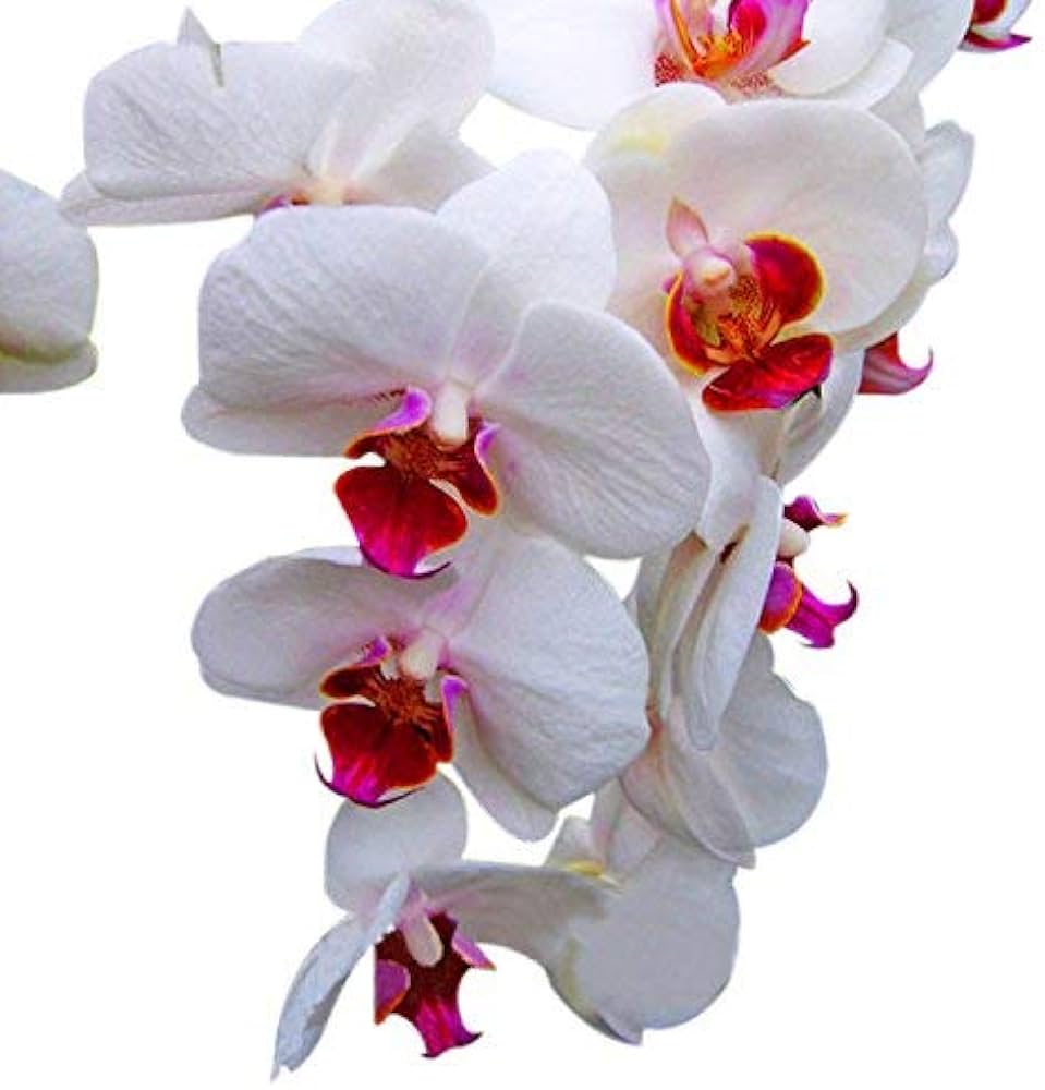 White Red Phalaenopsis Orchid Flower Seeds for Planting Low Maintenance Heirloom & GMO Free Seeds for Home Garden
 
 Sale