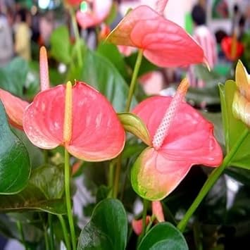 White Pink Anthurium Flower Seeds for Planting Garden Favorite Heirloom & GMO Free Seeds for Home Garden
 
 Sale