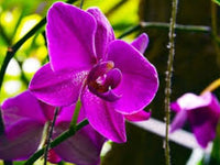 Mini Orchid Orchidaceae Flower Seeds for Planting for Home Garden