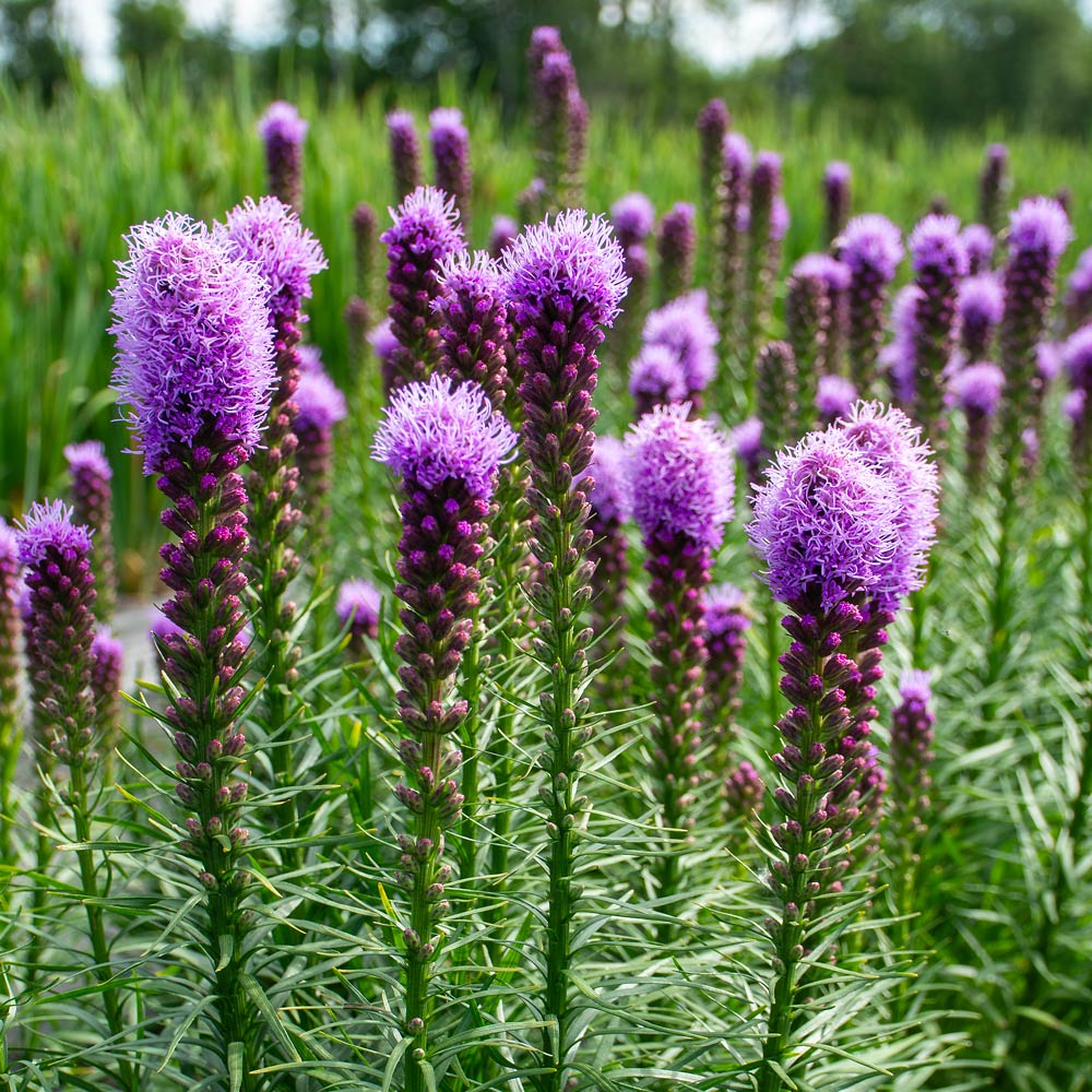Liatris mix bulbs for planting in garden beds