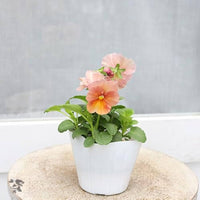 Inspire Peach Shades Flower Seeds for Soft, Warm Garden Blooms