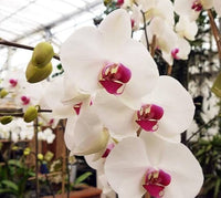 Phalaenopsis orchids flowers planting Flower seeds for Planting Long Bloom Season Heirloom & GMO Free Seeds for Home Garden