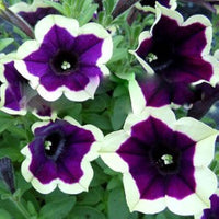 Dark Purple Magenta Petunia Seeds Flower seeds for Planting - Hardy Variety, Heirloom & GMO Free Seeds for Home Garden