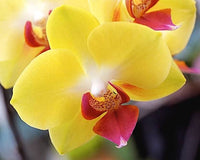 Red Yellow Phalaenopsis Orchid Flower Seeds for Planting Vibrant Colors Heirloom & GMO Free Seeds for Home Garden
 
 Sale