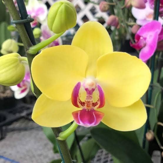 Deep Yellow Phalaenopsis Orchid Seeds Flower seeds for Planting Low Maintenance Heirloom & GMO Free Seeds for Home Garden