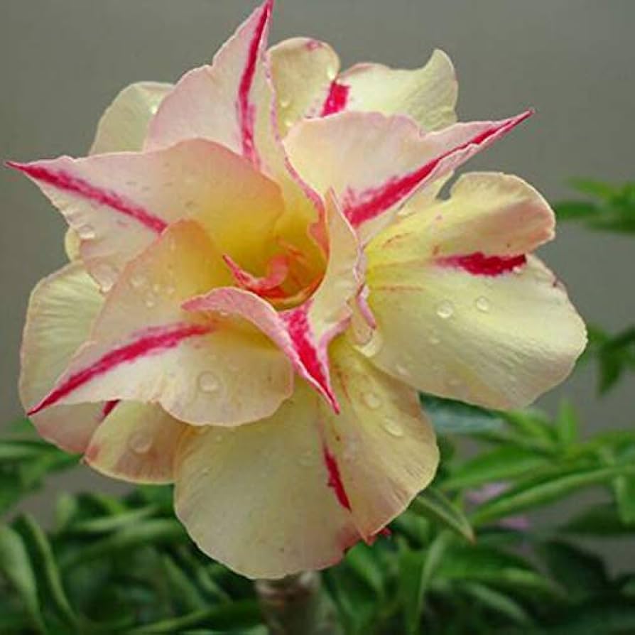 Yellow Pink Adenium Obesum Flower seeds for Planting Pollinator Friendly Heirloom & GMO Free Seeds for Home Garden