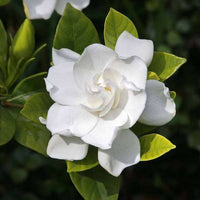 Gardenia Flower Seeds for Planting  Beautiful Fragrant Blooms
