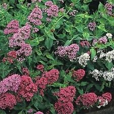 Mixed Jupiter's Beard Flower seeds for Planting - Drought Tolerant, Heirloom & GMO Free Seeds for Home Garden
 
 Sale for planting in home garden