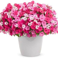 Pelleted Petunia Celebrity Strawberry Ice Seeds