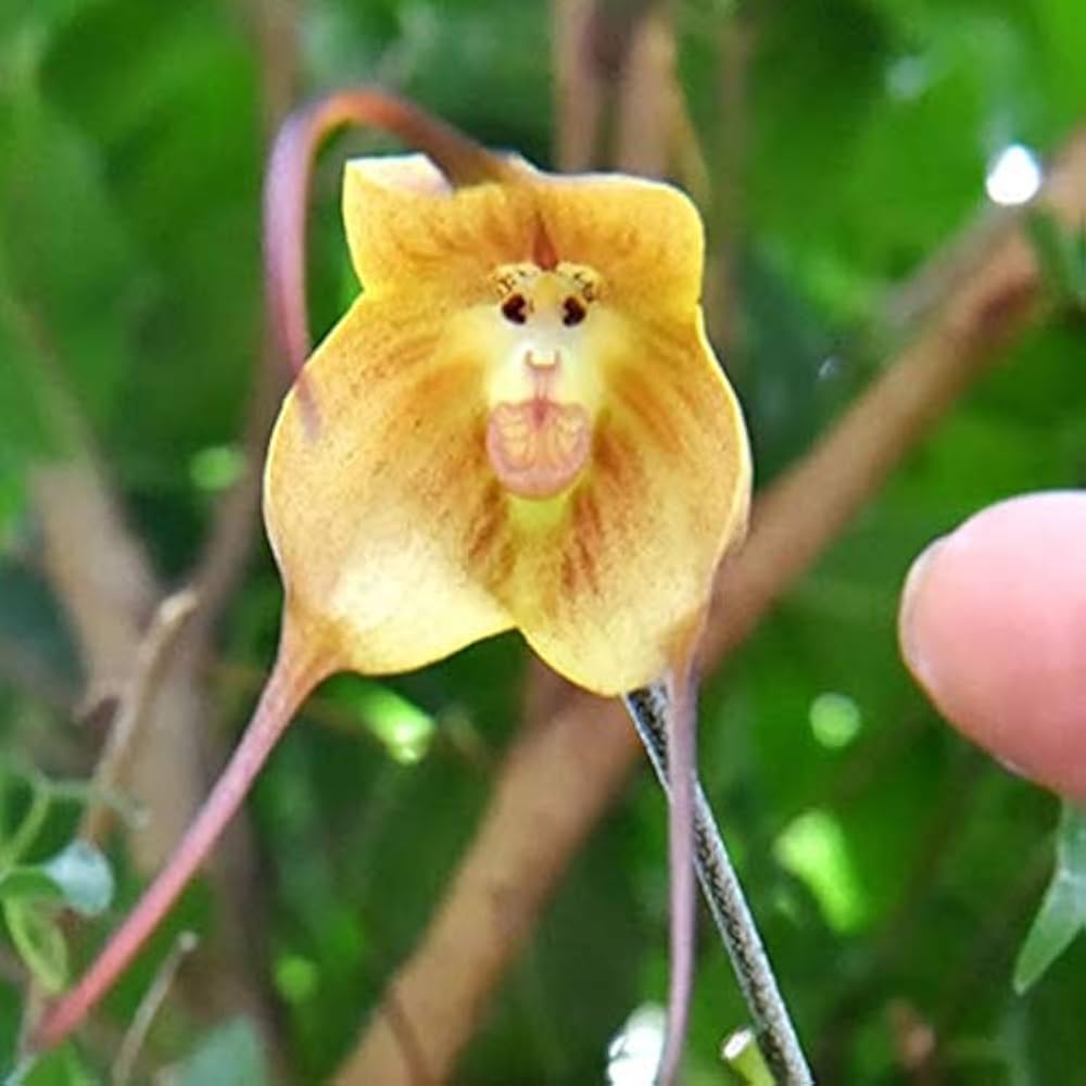 Monkey Orchids Flower seeds for Planting Pollinator Friendly Heirloom & GMO Free Seeds for Home Garden