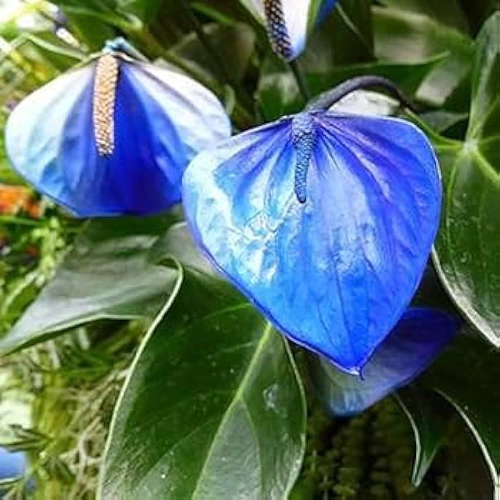 Blue Anthurium Flower seeds for Planting - Premium Quality, Heirloom & GMO Free Seeds for Home Garden