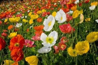 Iceland Poppy Mix Papaver nudicaule Seeds for Planting in Flower Beds