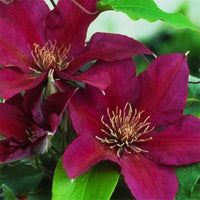 Burgundy Clematis Flower seeds for Planting Sun Loving Heirloom & GMO Free Seeds for Home Garden