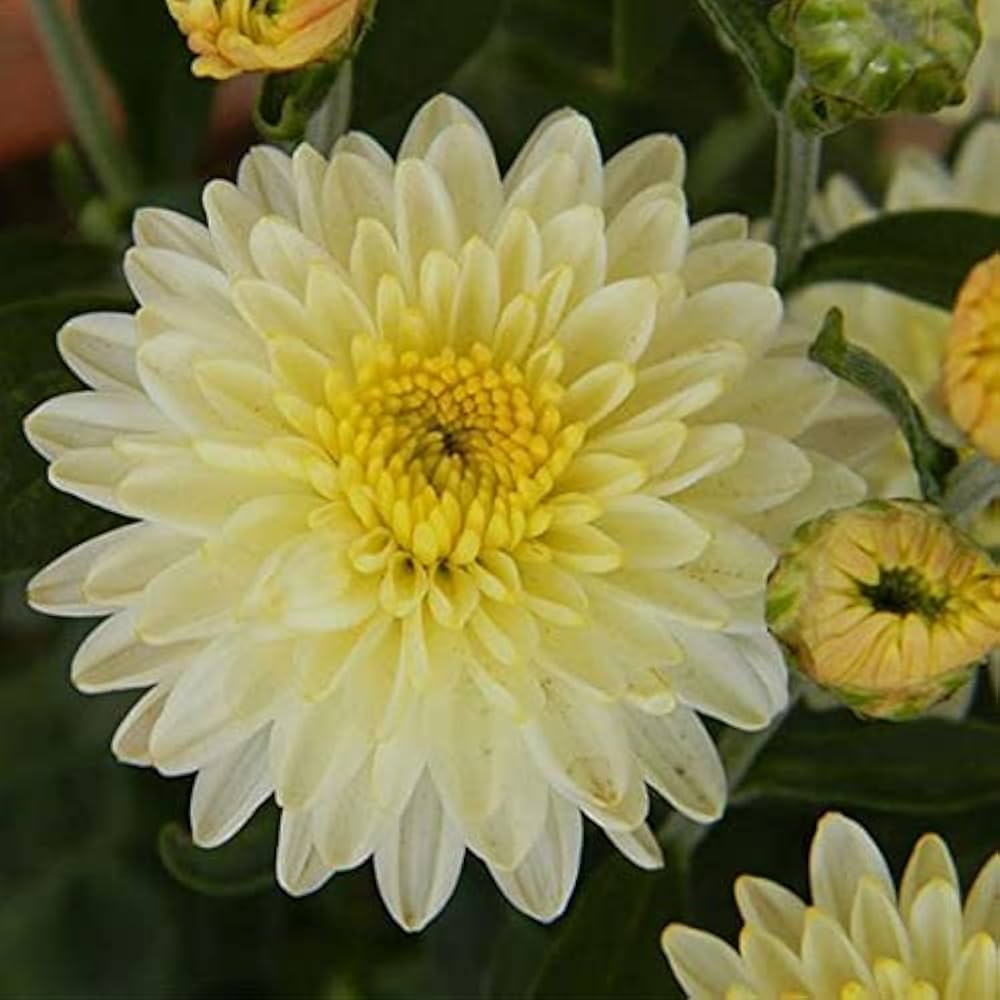 White & Yellow Chrysanthemum Flower seeds for Planting - Sun Loving, Heirloom & GMO Free Seeds for Home Garden
