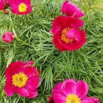 Fern Leaf Peony Pink Seeds for Planting - Elegant Perennial Blooms