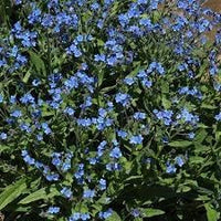 Cynoglossum Flower seeds for Planting Easy to Grow Heirloom & GMO Free Seeds for Home Garden 
 
 Sale for planting in home garden