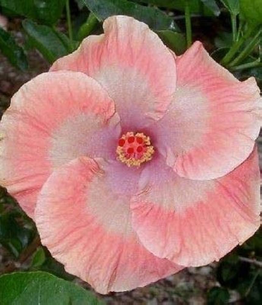 Peach Hibiscus Flower seeds for Planting Wildflower Mix Heirloom & GMO Free Seeds for Home Garden