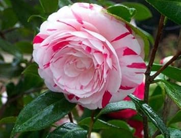 White Light Red Camellia Flower seeds for Planting - Seasonal Bloomer, Heirloom & GMO Free Seeds for Home Garden
 
 Sale seeds for planting in home garden