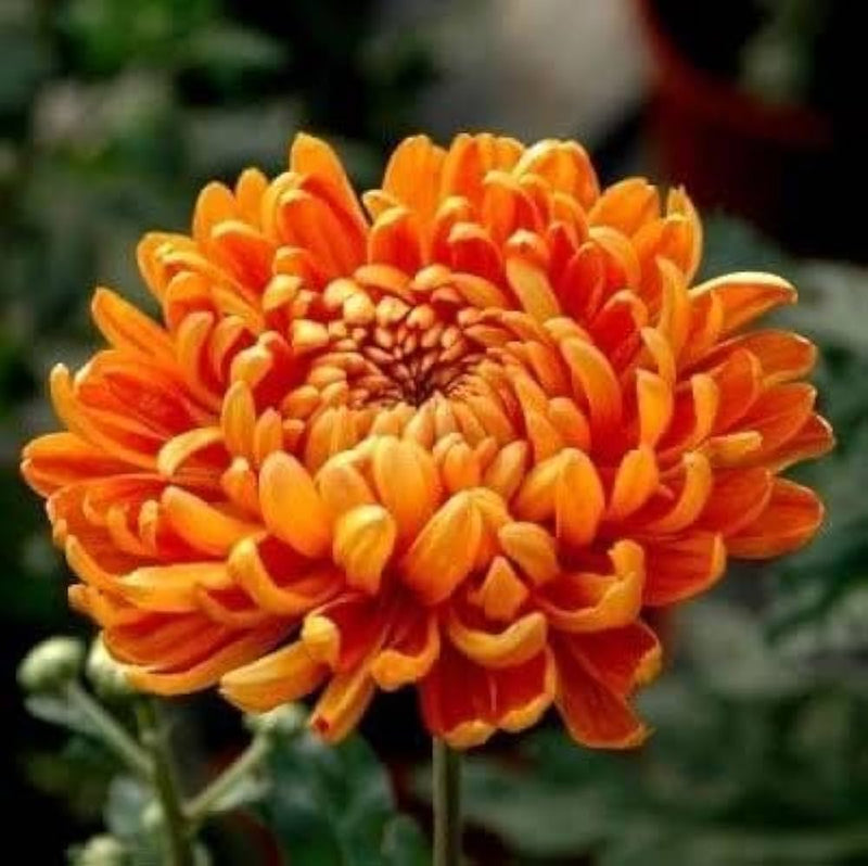 Red Yellow Chrysanthemum Flower seeds for Planting - Bright Blooms, Heirloom & GMO Free Seeds for Home Garden
