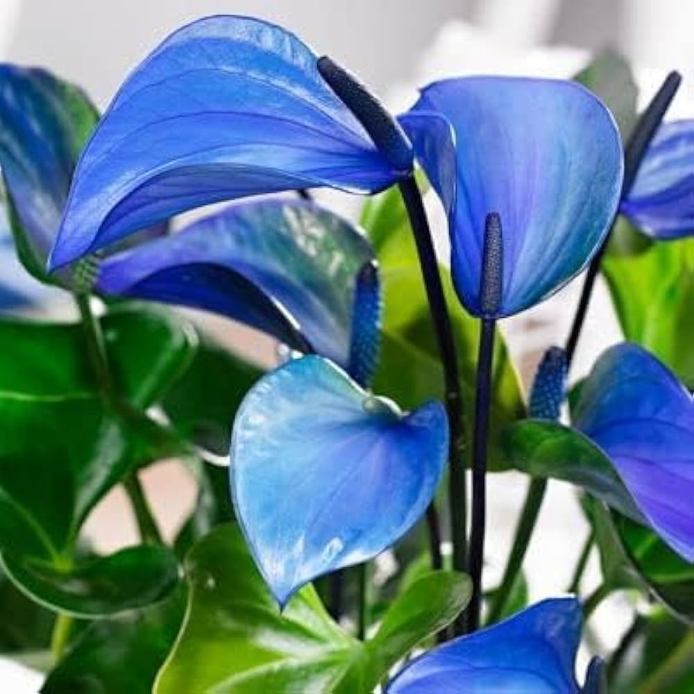 Sky Blue Yellow Anthurium Flower seeds for Planting - Vibrant Colors, Heirloom & GMO Free Seeds for Home Garden