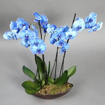 Sky Blue Butterfly Orchid Flower seeds for Planting - Premium Quality, Heirloom & GMO Free Seeds for Home Garden
 
 Sale seeds for planting in home garden
