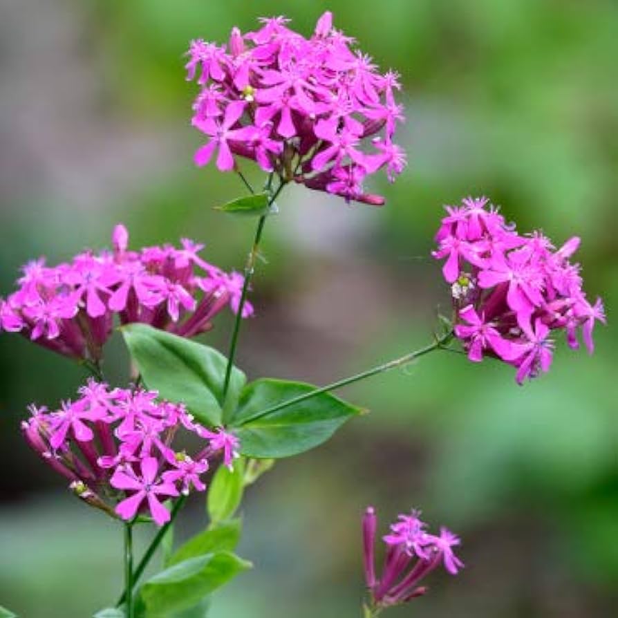 Purple Catchfly Flower seeds for Planting - Pollinator Friendly, Heirloom & GMO Free Seeds for Home Garden