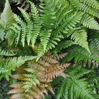 Dryopteris Erythrosora Flower seeds for Planting Premium Quality Heirloom & GMO Free Seeds for Home Garden 
 
 Sale for planting in home garden