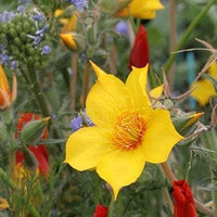 Mentzelia Lindleys Blazing Star Seeds for Striking Yellow Flowers