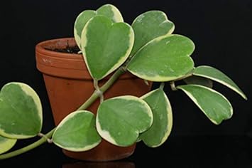 Green Hoya Kerrii Flower seeds for Planting - Sun Loving, Heirloom & GMO Free Seeds for Home Garden
 
 Sale for planting in home garden.