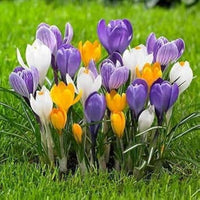 Colorful Crocus flowers creating a seasonal garden display
