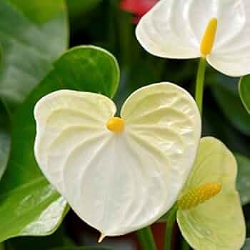 Cream Anthurium Flower Seeds for Planting – Shade Tolerant Heirloom & NonGMO Seeds for Home Garden
 
 Sale