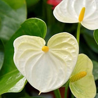 Cream Anthurium Flower Seeds Easy to Grow Heirloom & GMO Free Seeds for Home Garden
 
 Sale