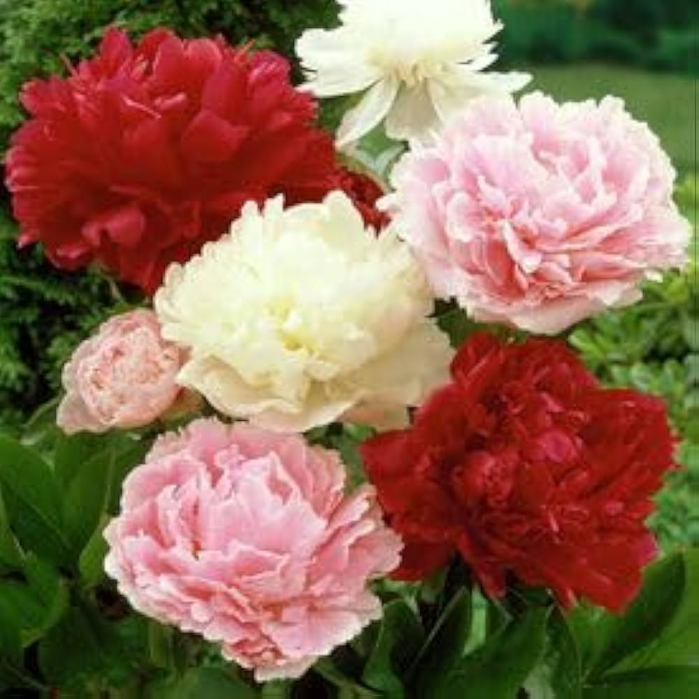 Ornamental peony flowers with layered pink and white petals in full bloom.
