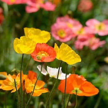 Papaver Ultimate Mixture displaying vibrant multicolored blossoms.