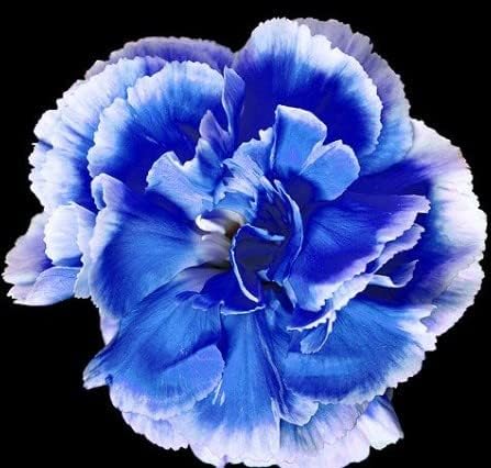 White Blue Adenium Obesum Seeds Flower seeds for Planting Colorful Display Heirloom & GMO Free Seeds for Home Garden
