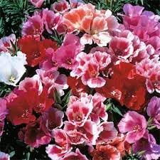 Godetia Flower seeds for Planting - Sun Loving, Heirloom & GMO Free Seeds for Home Garden
 
 Sale seeds for planting in home garden