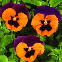 Orange Violet Pansy Flower seeds for Planting - Compact Growth, Heirloom & GMO Free Seeds for Home Garden